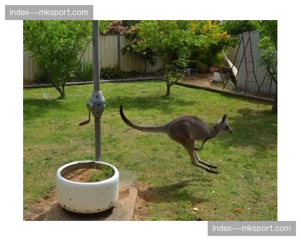 赛场花絮：小袋鼠闯入堪培拉体育场，导致比赛短暂中断